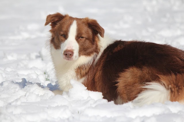 雪の中のかわいい犬の写真です。.
