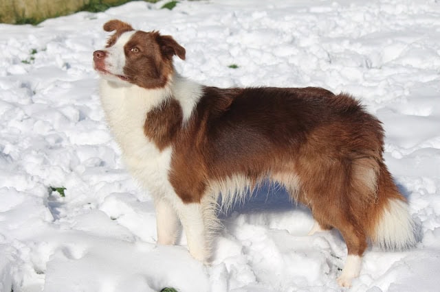 雪の中で立つコリー犬の写真、冬のアウトドアアクティビティに最適なペットの画像.