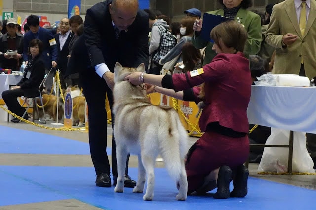 犬の審査中の様子と観客の様子を写した写真.