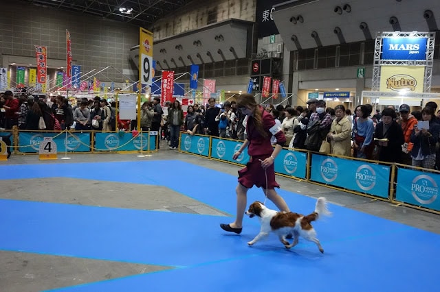 犬と飼い主が競技を楽しむ様子.