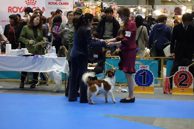 犬のショーで飼い主と犬が表彰台の前で握手しているシーン.