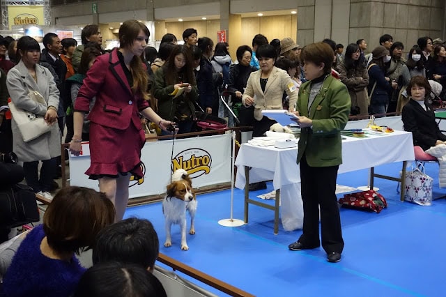 犬と飼い主が参加するペットイベントの一場面.