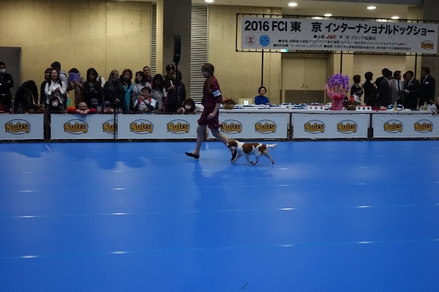 犬と一緒に競技を楽しむ参加者たち.