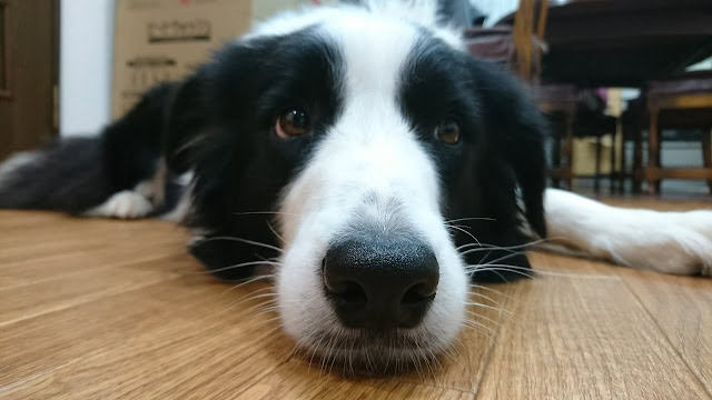 犬が床に横たわるかわいいペットの写真.