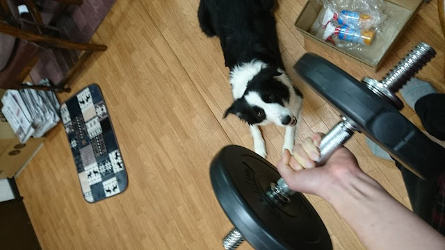 犬がダンベルに興味を持ち、見つめている様子を捉えた画像.