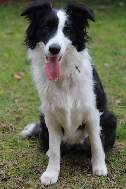 ボーダーコリーの子犬が緑の芝生の上で座っています。.