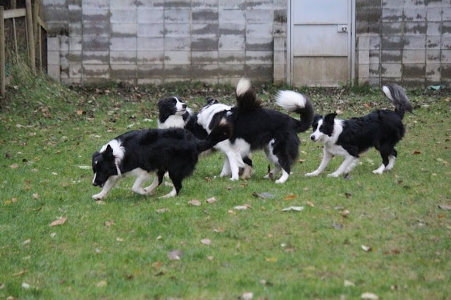 子犬たちが草原で遊んでいる様子.