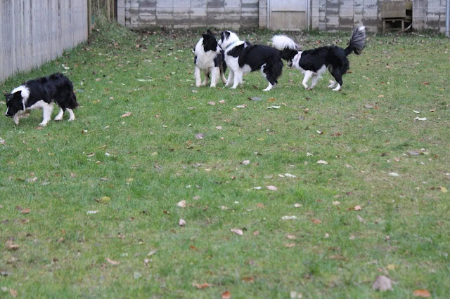 犬たちが広い庭で遊んでいる様子.