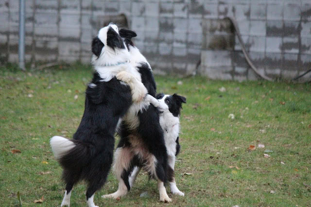 ボーダーコリーの2匹が庭で遊んでいる様子.