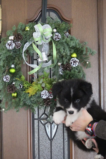 クリスマスリースと子犬の写真.