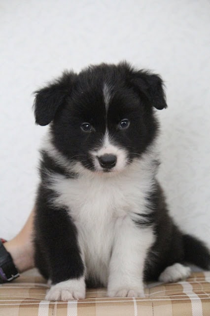 子犬のアップ写真、ふわふわの毛と大きな目が魅力的です.