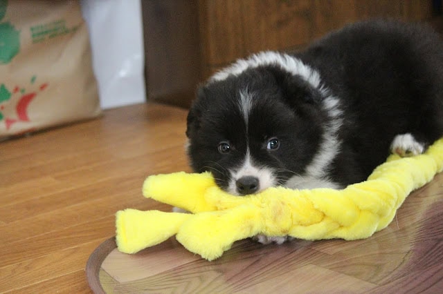 子犬が黄色のぬいぐるみのおもちゃを咥えて遊んでいる.