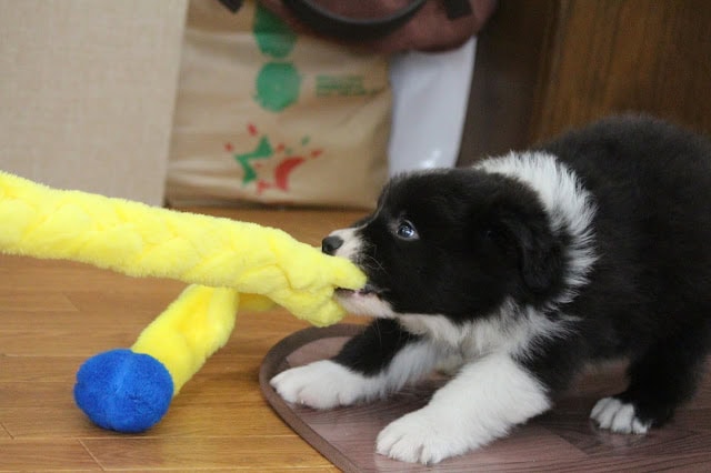子犬がぬいぐるみのおもちゃを引っ張る様子.