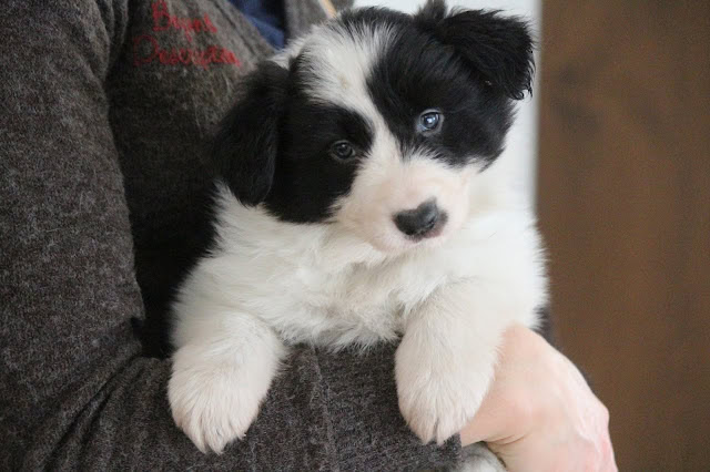 子犬を抱く人の手と体の一部が見える。黒白の毛色と青い目が特徴的な子犬です。.