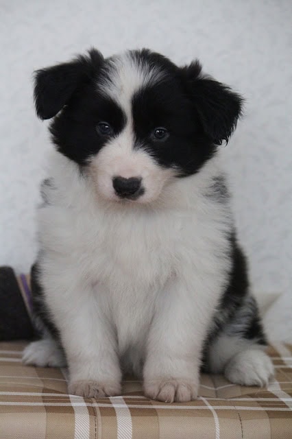 犬の子犬のかわいい写真です。.