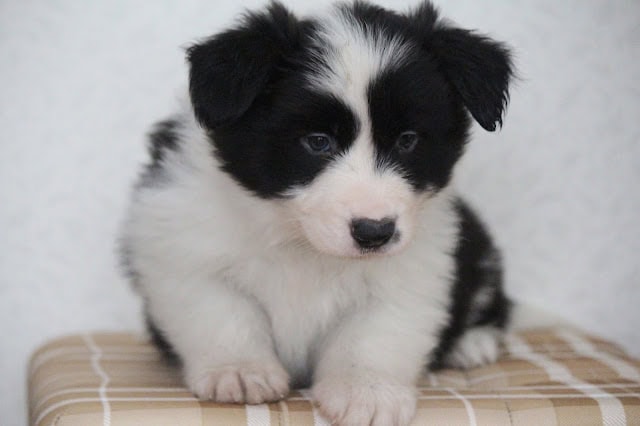 子犬のかわいいブラック＆ホワイトの子犬のアップ写真.