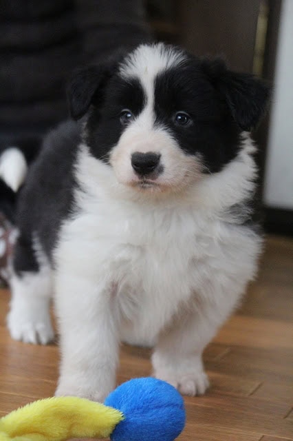 子犬のアップ写真、黒と白の毛色と明るい目が魅力的です.