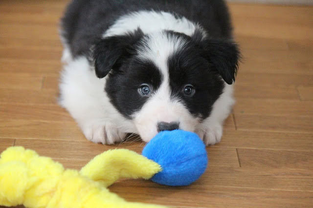 子犬が青いボールを見つめるかわいい瞬間.