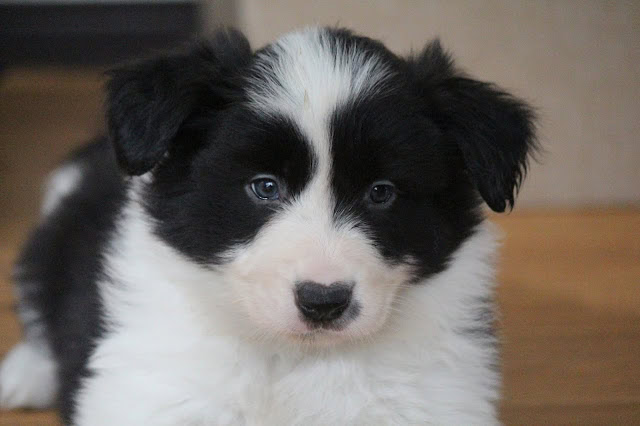 かわいい黒白の子犬のアップ写真です。.