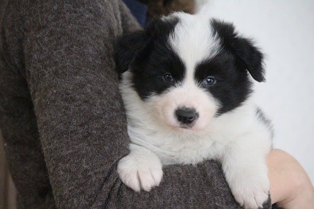 子犬のアップ写真、黒と白の毛色と愛らしい表情が特徴です。.