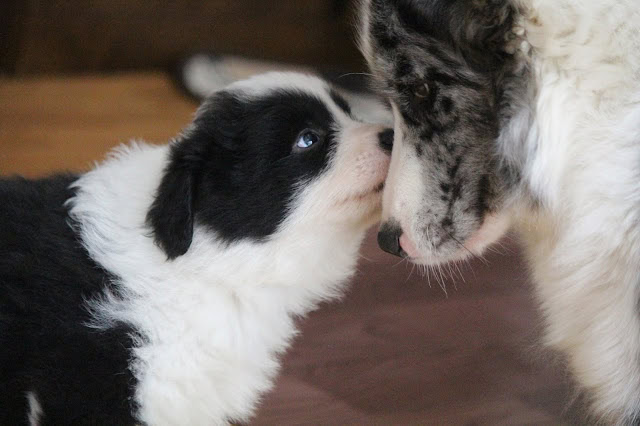 子犬と大きな犬が優しく見つめ合う心温まる瞬間.