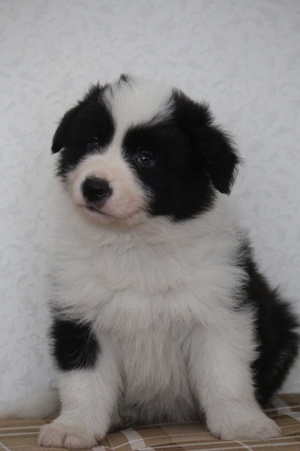 子犬の可愛いブラック＆ホワイトの子犬の写真です。.