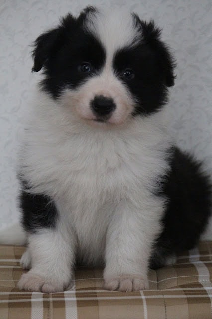 子犬のアップ写真、黒と白の毛色が特徴的です。.