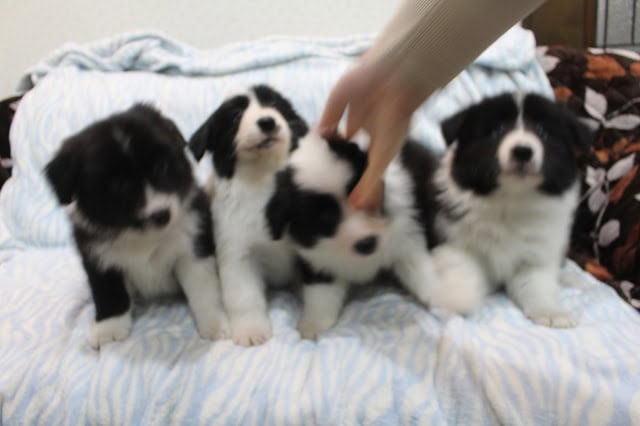 子犬たちが並んで座っています。.