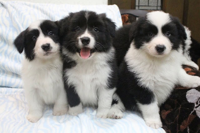 子犬のかわいい3匹の写真です。.