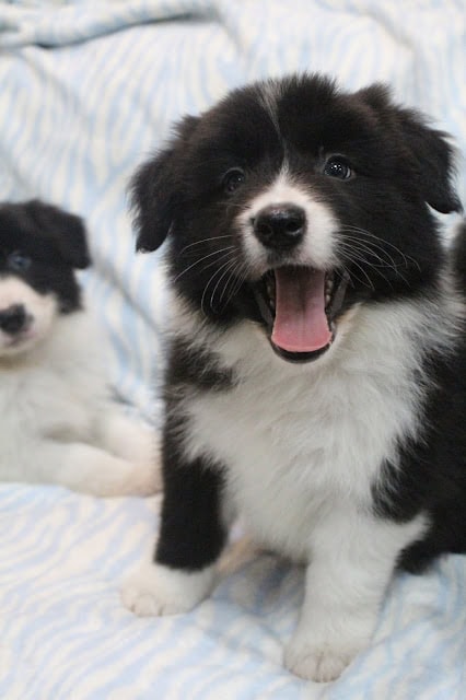 子犬の笑顔と遊ぶ姿.