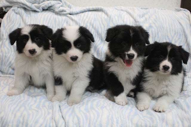 子犬の黒白模様と愛らしい表情.