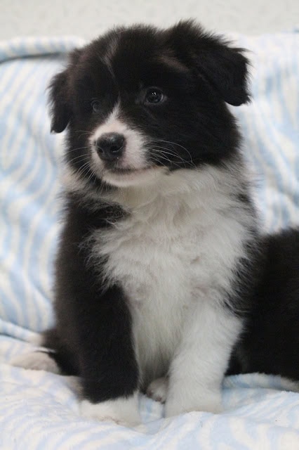 子犬の黒白の毛並みと大きな目が魅力的です.