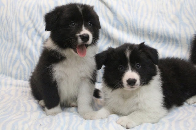 子犬のペアがソフトなブランケットの上に座っています。.