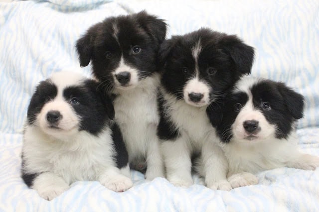子犬のかわいいブラック＆ホワイトの子犬たち.