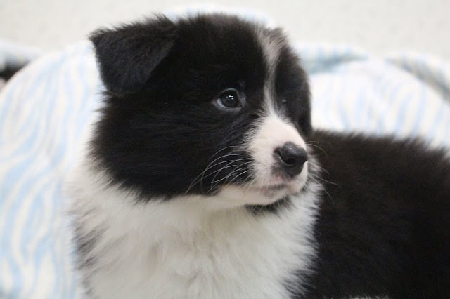 子犬の黒と白の毛色と表情.