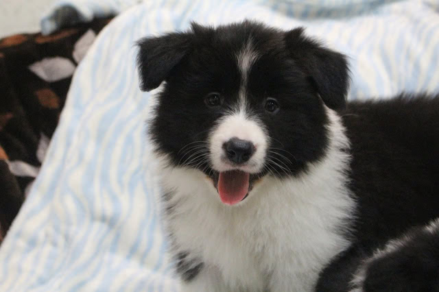 子犬の可愛い表情とふわふわの毛並み.