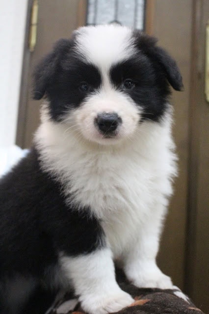 黒白の子犬のアップ写真、ふわふわの毛と優しい目.