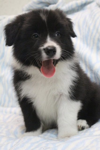 子犬のかわいい表情とふわふわの毛並み.