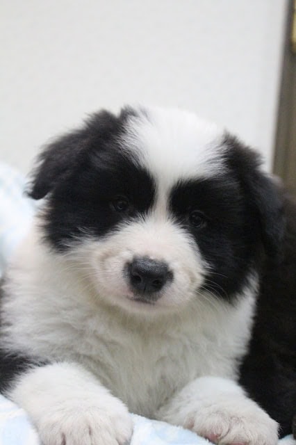 黒白の子犬のアップ写真.