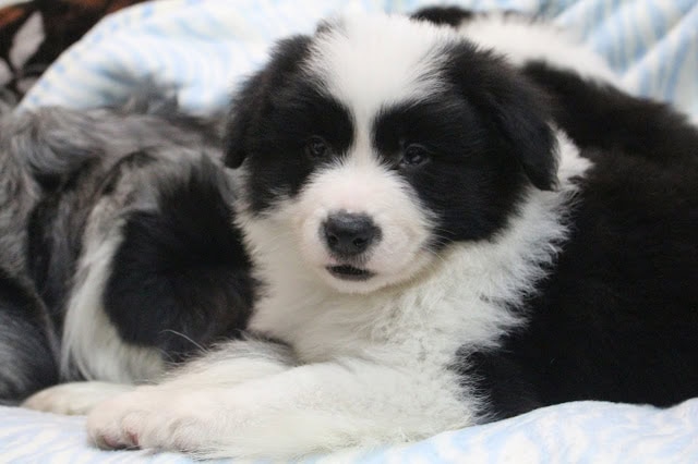 かわいい黒白の子犬が寝ている様子.