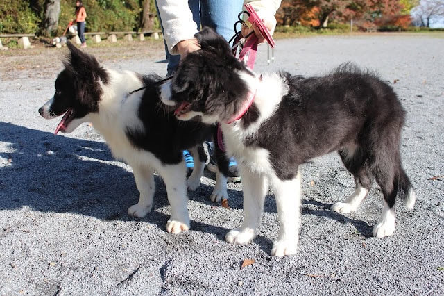 子犬たちが公園で遊んでいる様子を捉えた写真です。.