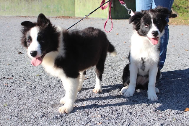子犬のペアがリードでつながれ、外で遊んでいます。.