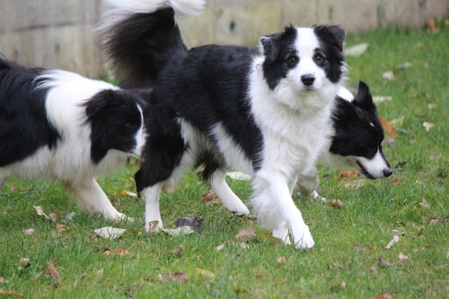 ボーダーコリーの子犬たちが緑の芝生の上を楽しそうに歩いています。.