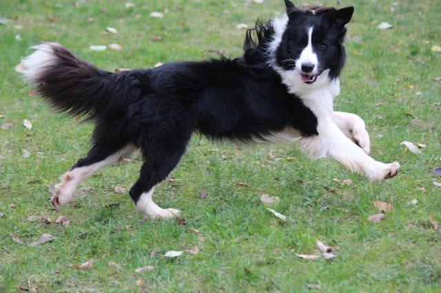 ボーダーコリーの犬が芝生の上で遊んでいます。.