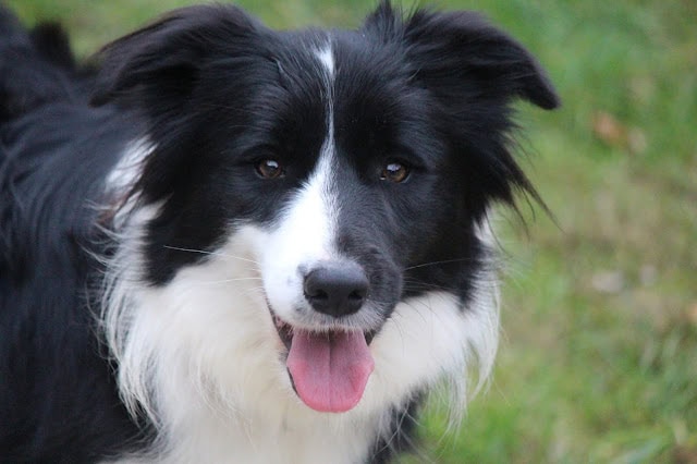 犬のアップ写真、自然の背景とともに笑顔を見せる.