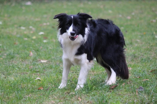 芝生の上で遊ぶボーダーコリーの犬の画像です。.