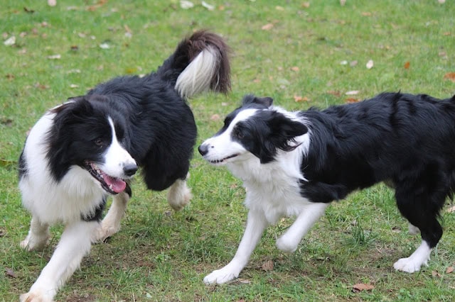 ボーダーコリーの2匹の犬が草原で遊んでいます。.