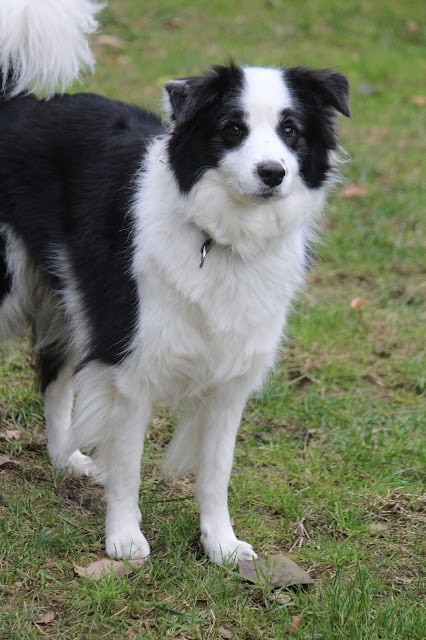 ボーダーコリーの子犬が緑の草原でカメラに向かっている写真.