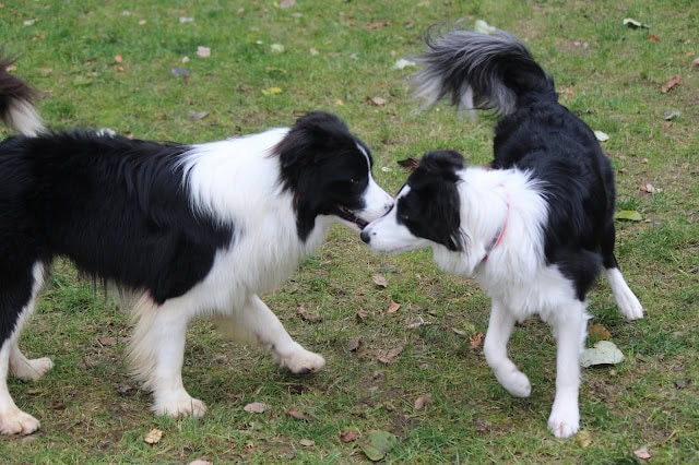 子犬と大人の犬が遊びながら鼻を近づけているシーン.