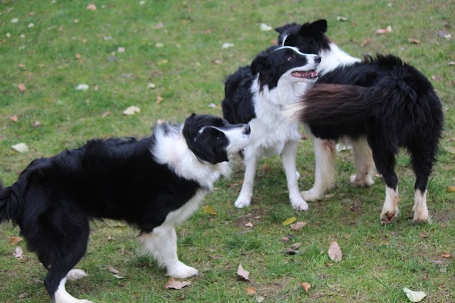 犬たちが草の上で遊びながら交流しているシーン.